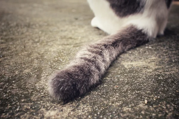 Coda di un gatto — Foto Stock