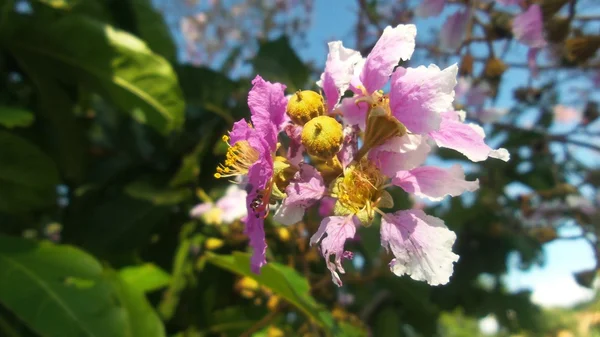 Fiori rosa — Foto Stock