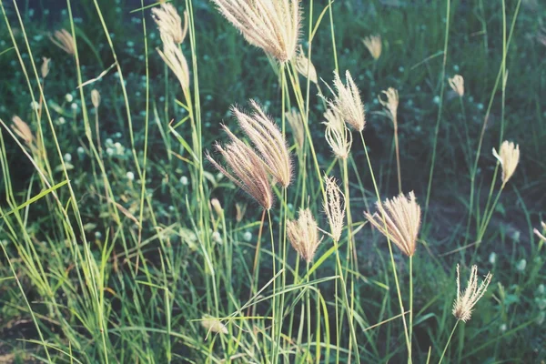 Fleurs printanières vintage — Photo