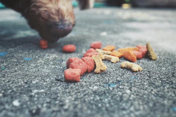 Comida seca e o cão — Fotografia de Stock