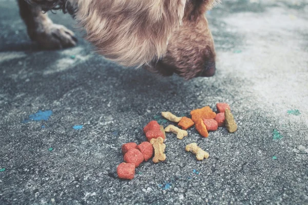 Comida seca e o cão — Fotografia de Stock
