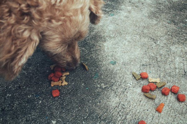 Dry food and the dog
