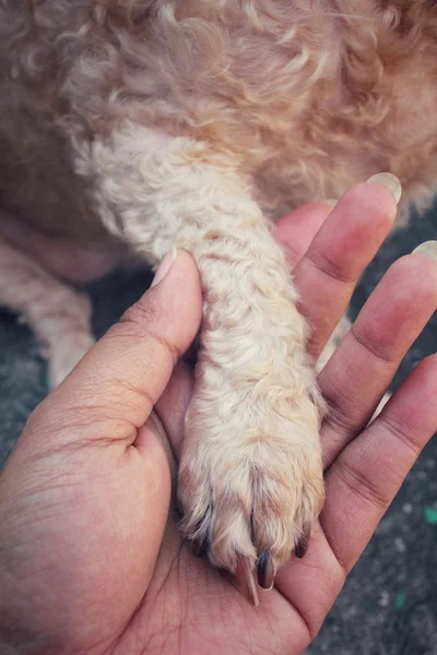 Hundefuß mit Hand — Stockfoto