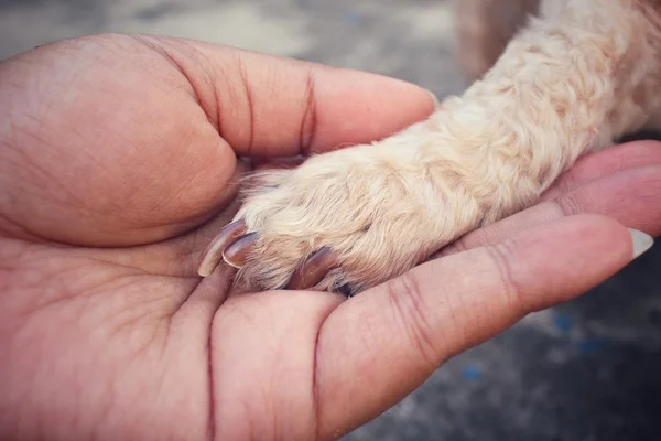 Hond voet met hand — Stockfoto