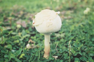 Çimlerin üzerinde mantar