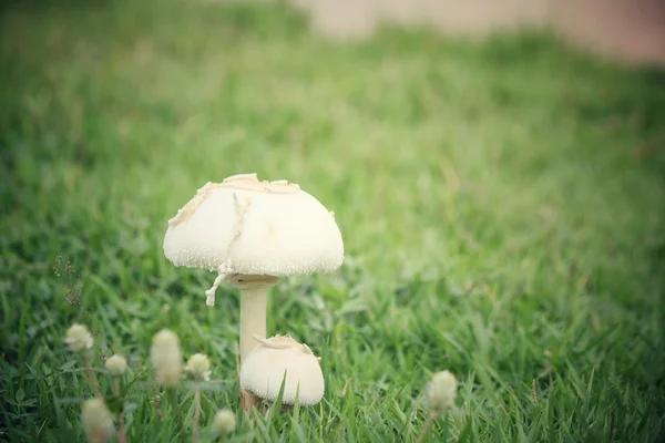Cogumelos na grama — Fotografia de Stock