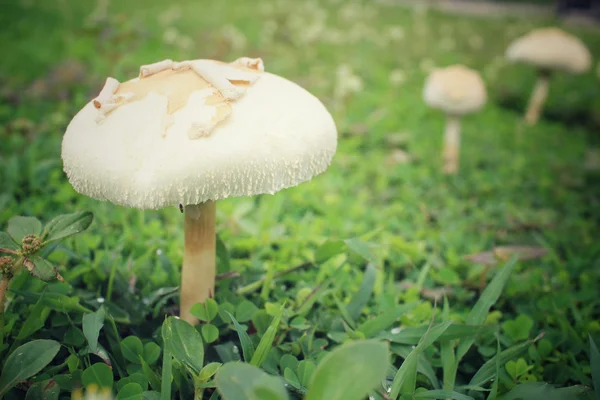 Cogumelos na grama — Fotografia de Stock