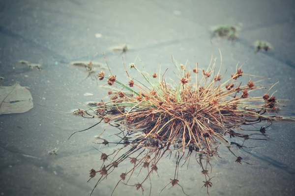 Gras met schaduw op het water — Stockfoto