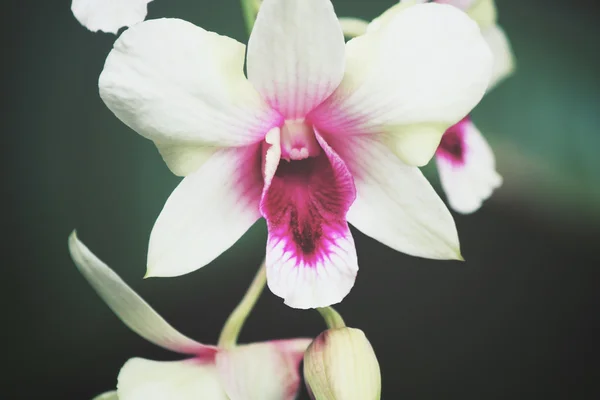 Fehér orchidea virágok — Stock Fotó