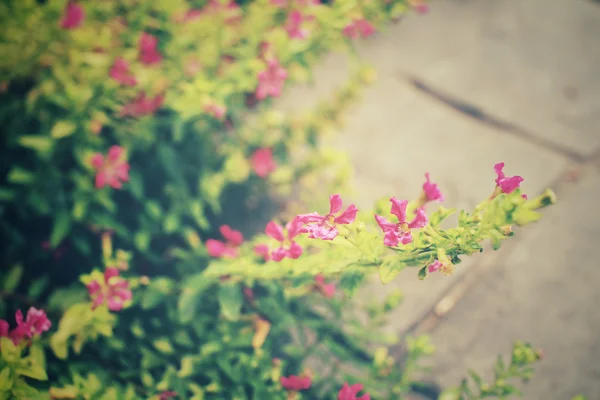 Rosa blommor — Stockfoto