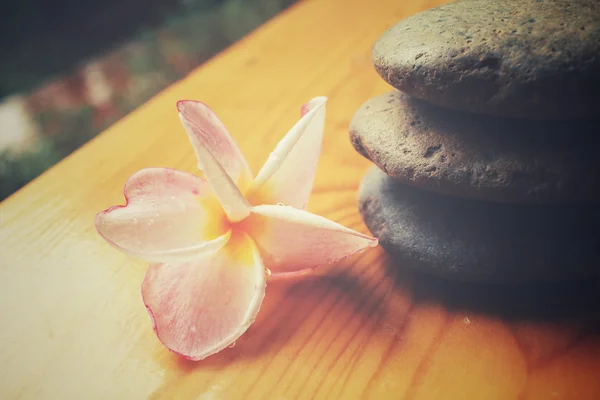 Keře květina s wellness kameny — Stock fotografie