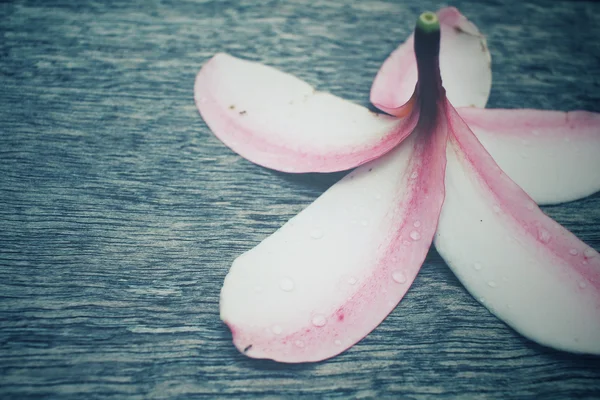 Flor de frangipani blanco sobre madera vieja — Foto de Stock