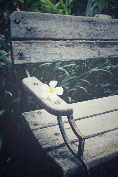 Frangipani flower on bench chair