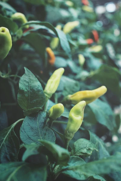 Albero di peperoncino — Foto Stock