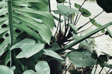 Yeşil tropikal yaprakların güzelliği bitki arka planı veya dokusu