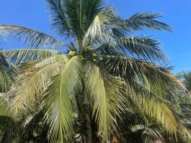 Tropik hindistan cevizi palmiyesi ve mavi gökyüzü