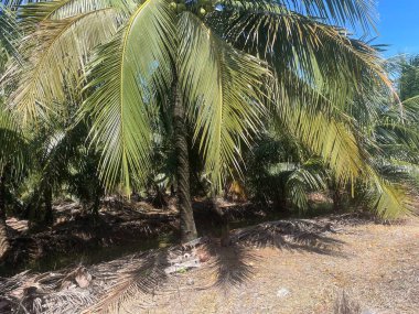 Tropik hindistan cevizi palmiyesi ve mavi gökyüzü