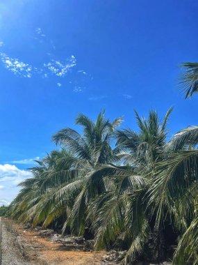 Tropik hindistan cevizi palmiyesi ve mavi gökyüzü