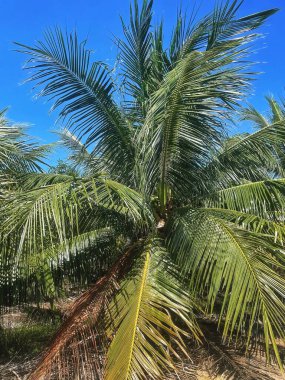 Tropik hindistan cevizi palmiyesi ve mavi gökyüzü