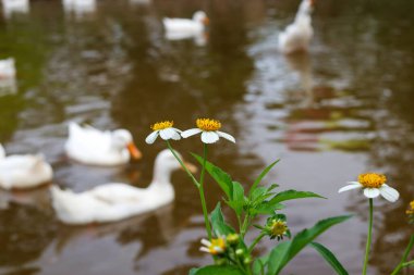 White ducks the farm pond