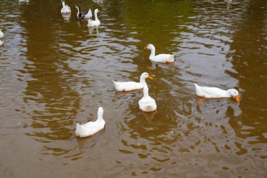 White ducks the farm pond