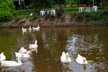 White ducks the farm pond