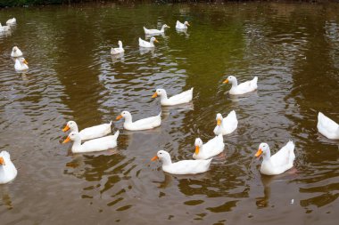 White ducks the farm pond