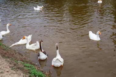 White ducks the farm pond