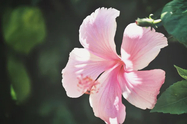 Цветок гибискуса - розовый — стоковое фото
