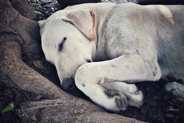 Hund sover — Stockfoto