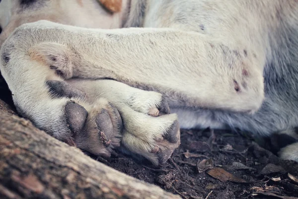 Pé de cão — Fotografia de Stock