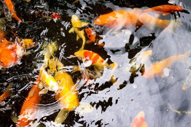 Koi fish crowd in pond top view