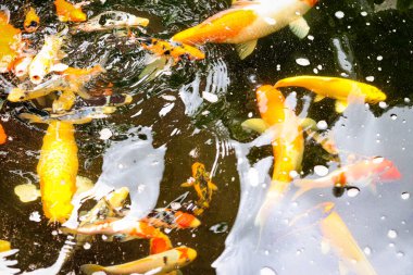 Koi fish crowd in pond top view