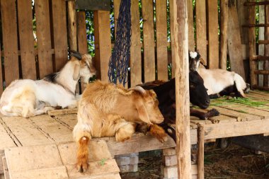 çiftlikte genç keçi