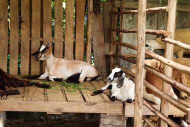 Young goat eating grass on farm