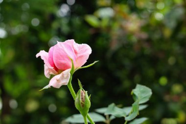 Bahçede açan pembe gül