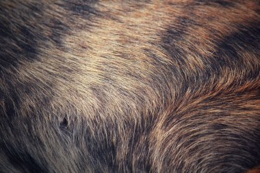 köpek saç arka plan