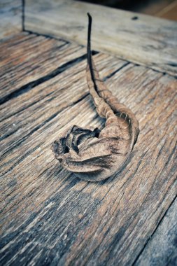 Kurutulmuş Yapraklar