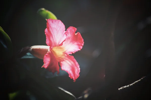 老式的黑斑羚百合花卉 — 图库照片