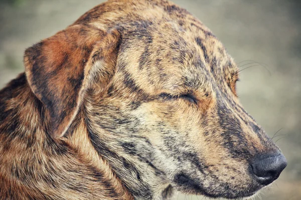 Dog sleeping — Stock Photo, Image