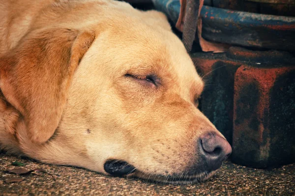 Labrador sover — Stockfoto