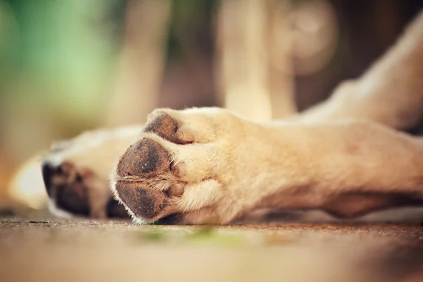 Dog foot — Stock Photo, Image