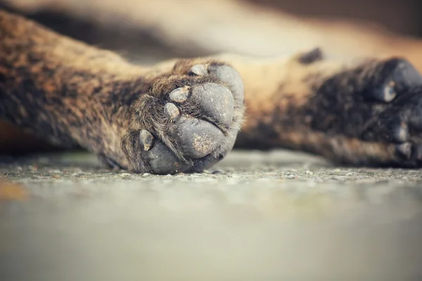 Dog foot — Stock Photo, Image