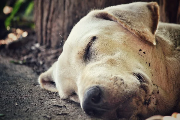 Labrador alszik — Stock Fotó