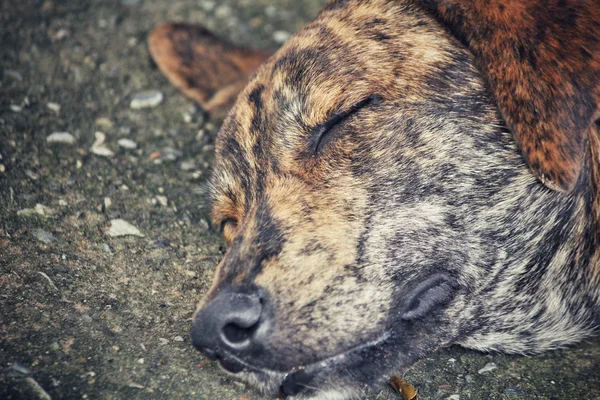 Perro durmiendo — Foto de Stock