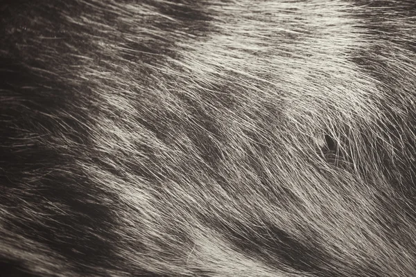 Собака волосся фону — стокове фото