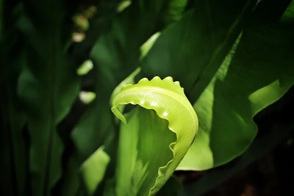 그림자와 함께 고 사리 잎 — 스톡 사진