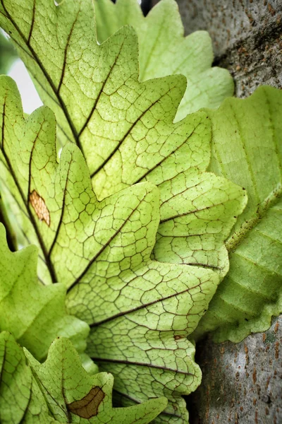 Fern leaves — Stock Photo, Image