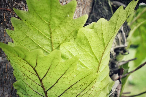 Foglie di felce — Foto Stock