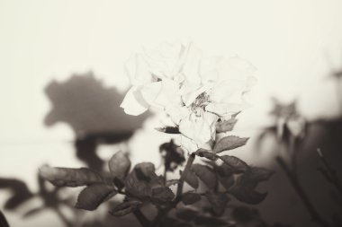 Gölge ağacı üzerinde beyaz gül